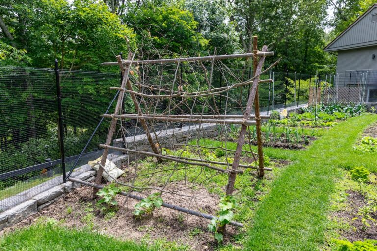 A rustic wooden A-frame trellis supports plants in front of a black metal fence separating the garden from a wooded area.