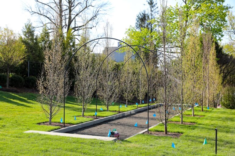 A newly-planted tree alley runs through a bright green lawn. Placed beside the trees are thin metal arches that will be used to train the vines and branches to form a natural canopy over the walkway.