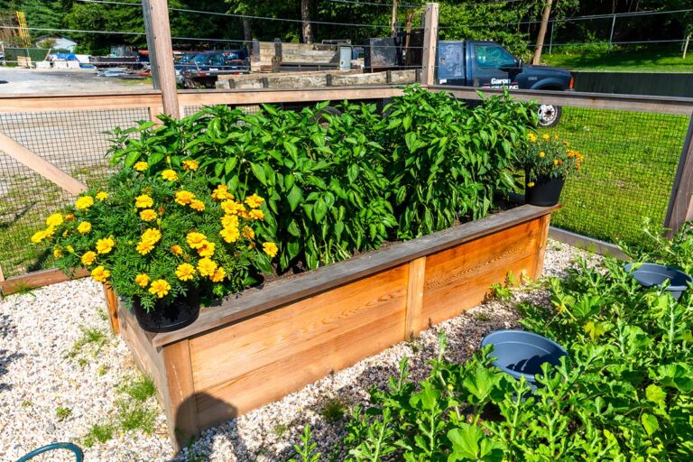 Raised wood planter box with lush green plants and yellow flowers